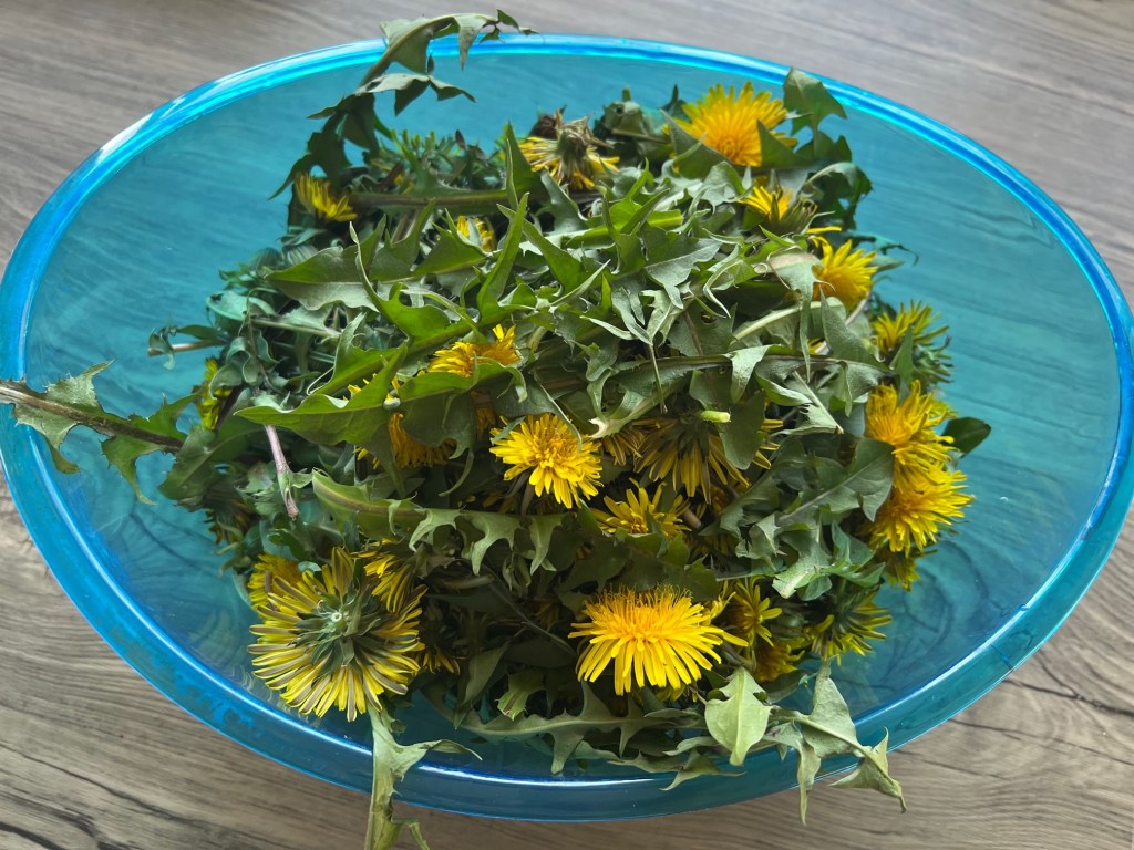 Foraging Series: Dandelions!