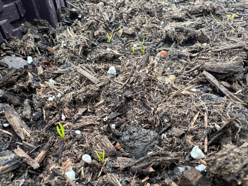 Hurry Up & Wait to&nbsp;Garden