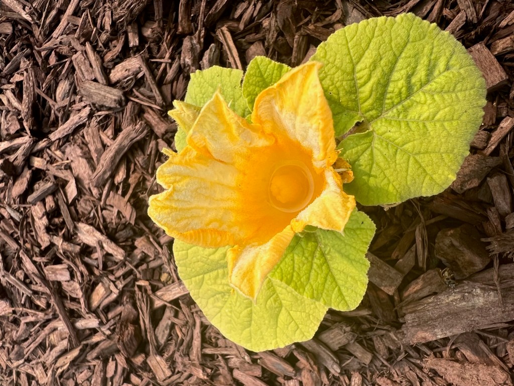 Hey, What’s Bloomin’?