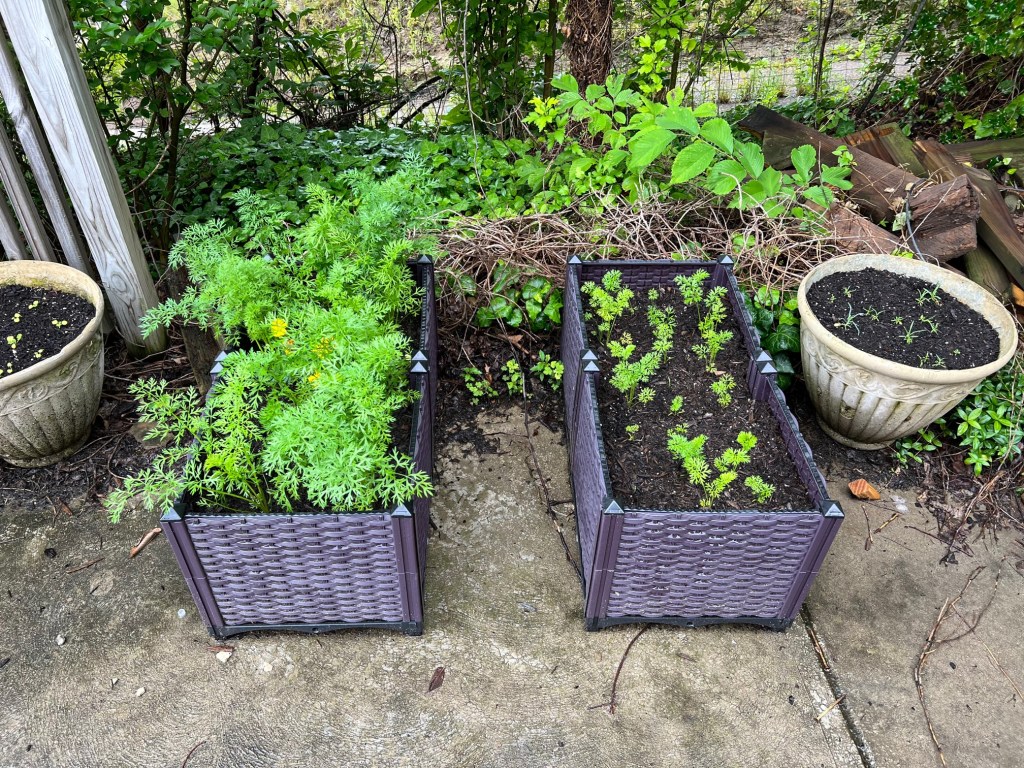 June Garden Update