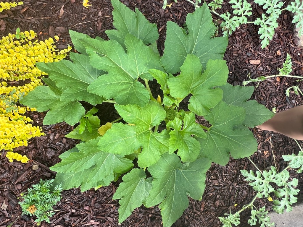 It’s the Season of&nbsp;Cucurbits